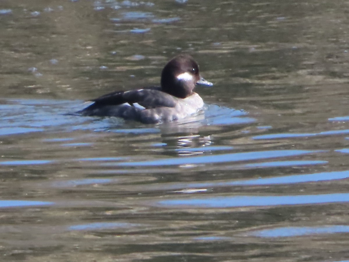 Bufflehead - ML544326411