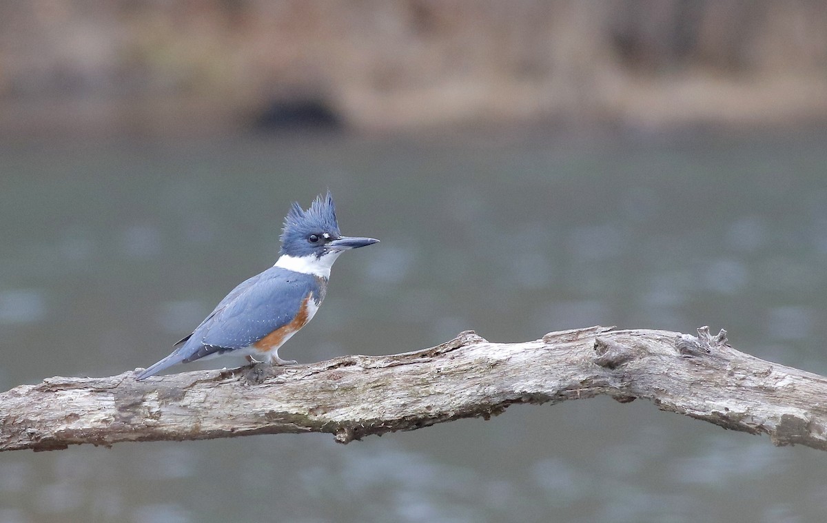 Belted Kingfisher - ML544326851