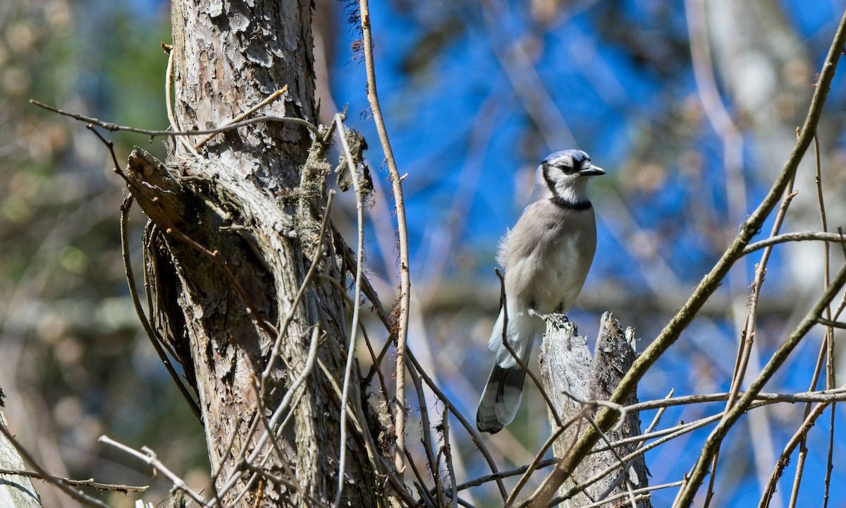 Blue Jay - ML544326921