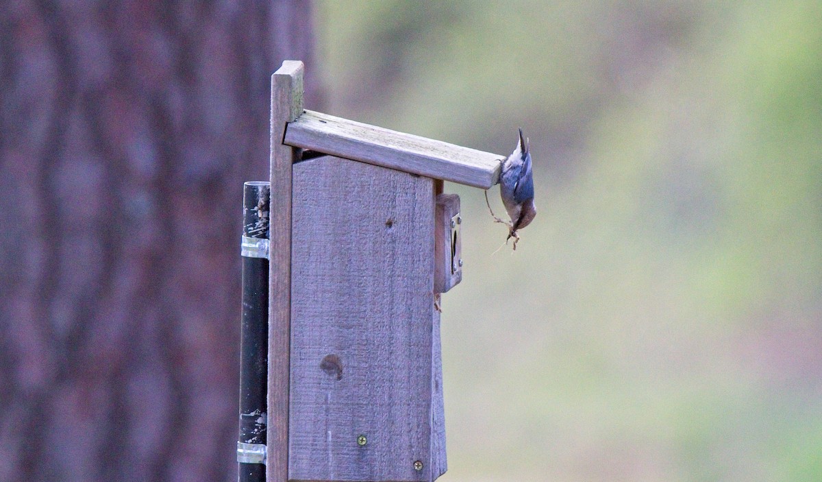 Brown-headed Nuthatch - ML544327031