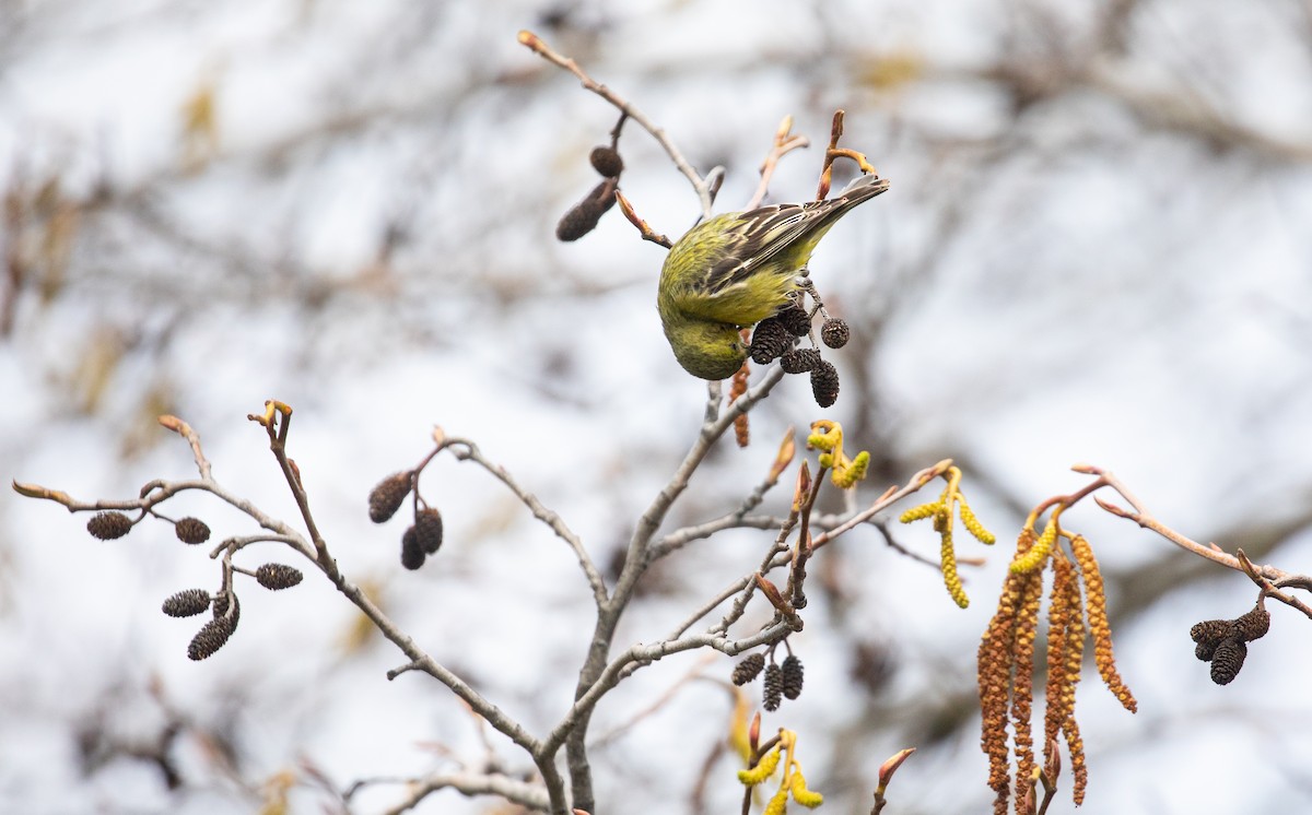 Lesser Goldfinch - ML544327061