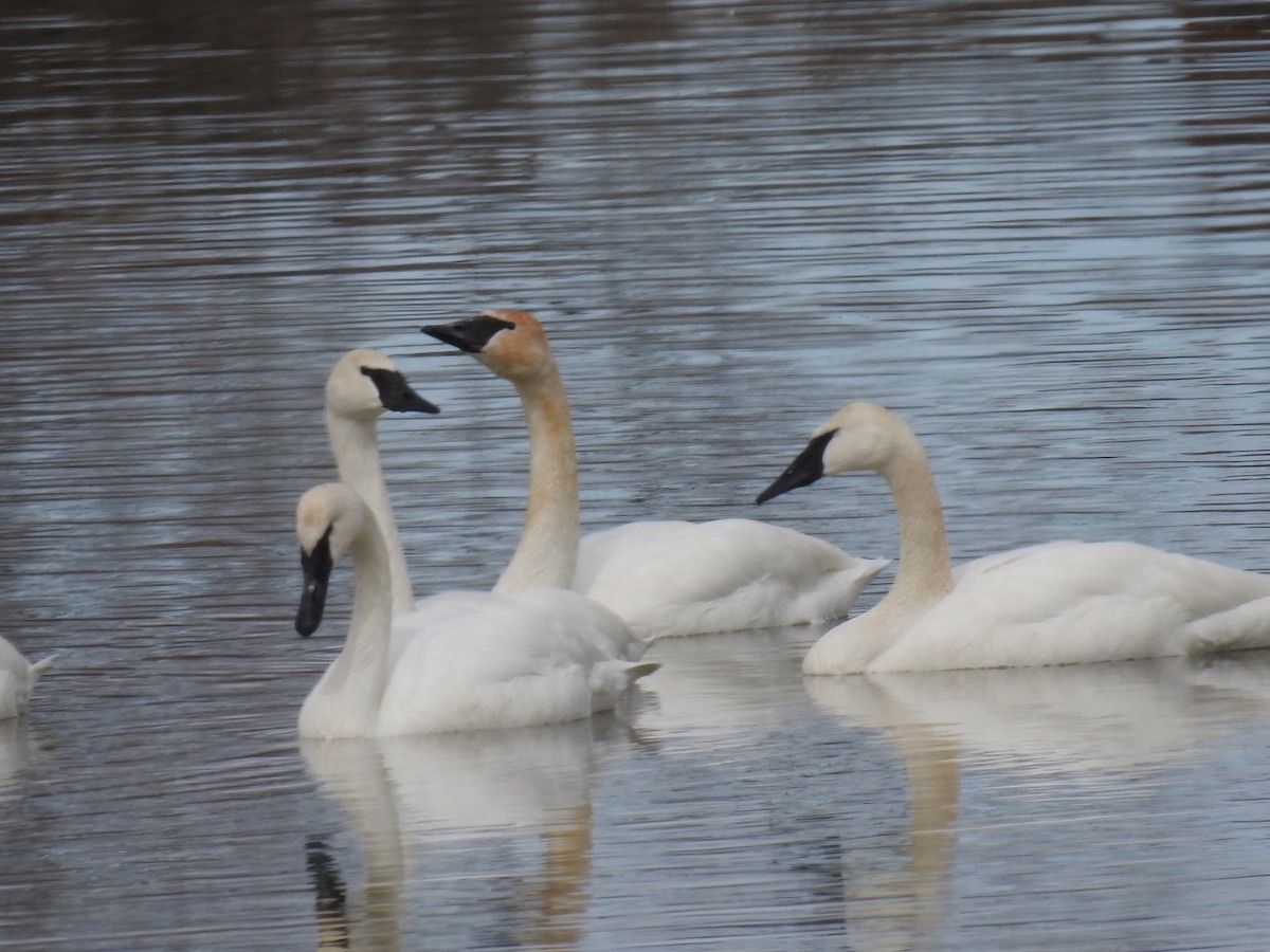 Trumpeter Swan - ML544327351