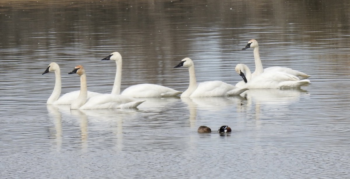 Trumpeter Swan - ML544327371