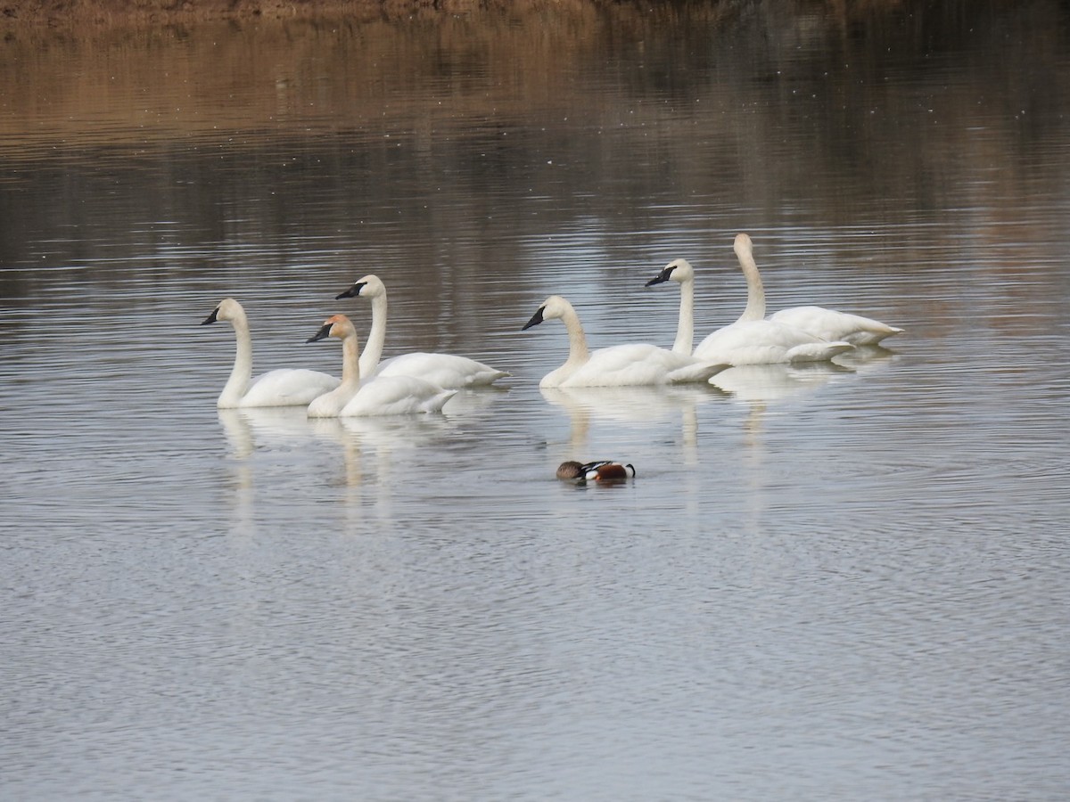 Trumpeter Swan - ML544327381