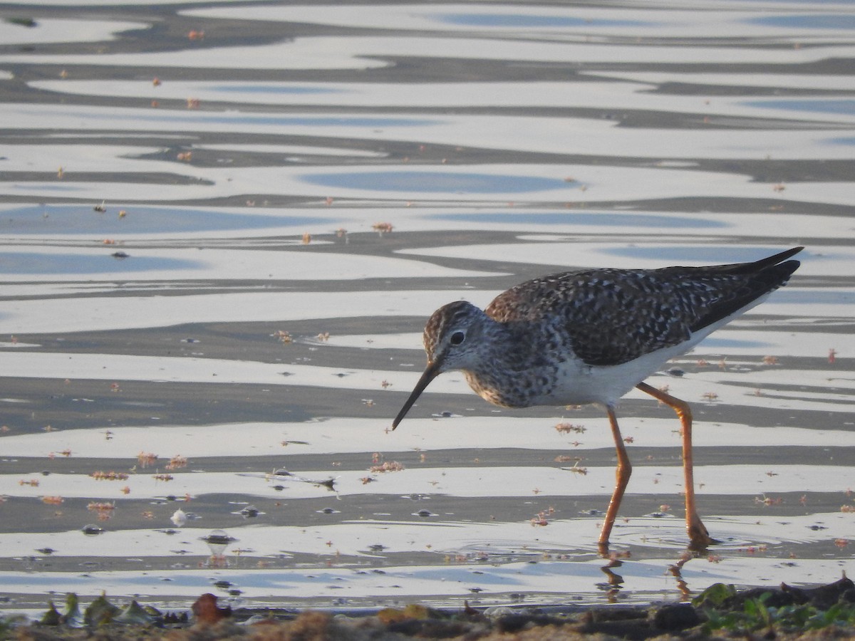 Greater Yellowlegs - ML544327731