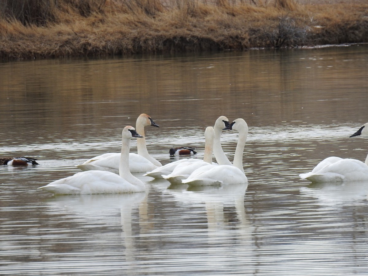 Trumpeter Swan - ML544328071