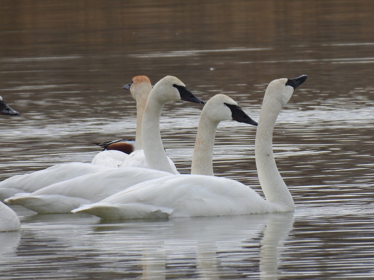 Trumpeter Swan - ML544328081