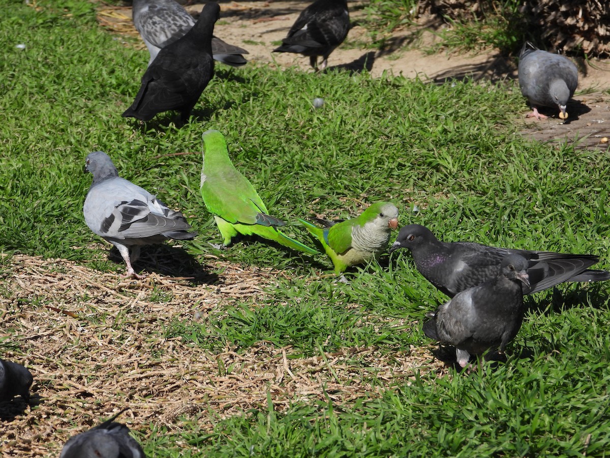 Monk Parakeet - ML544328381