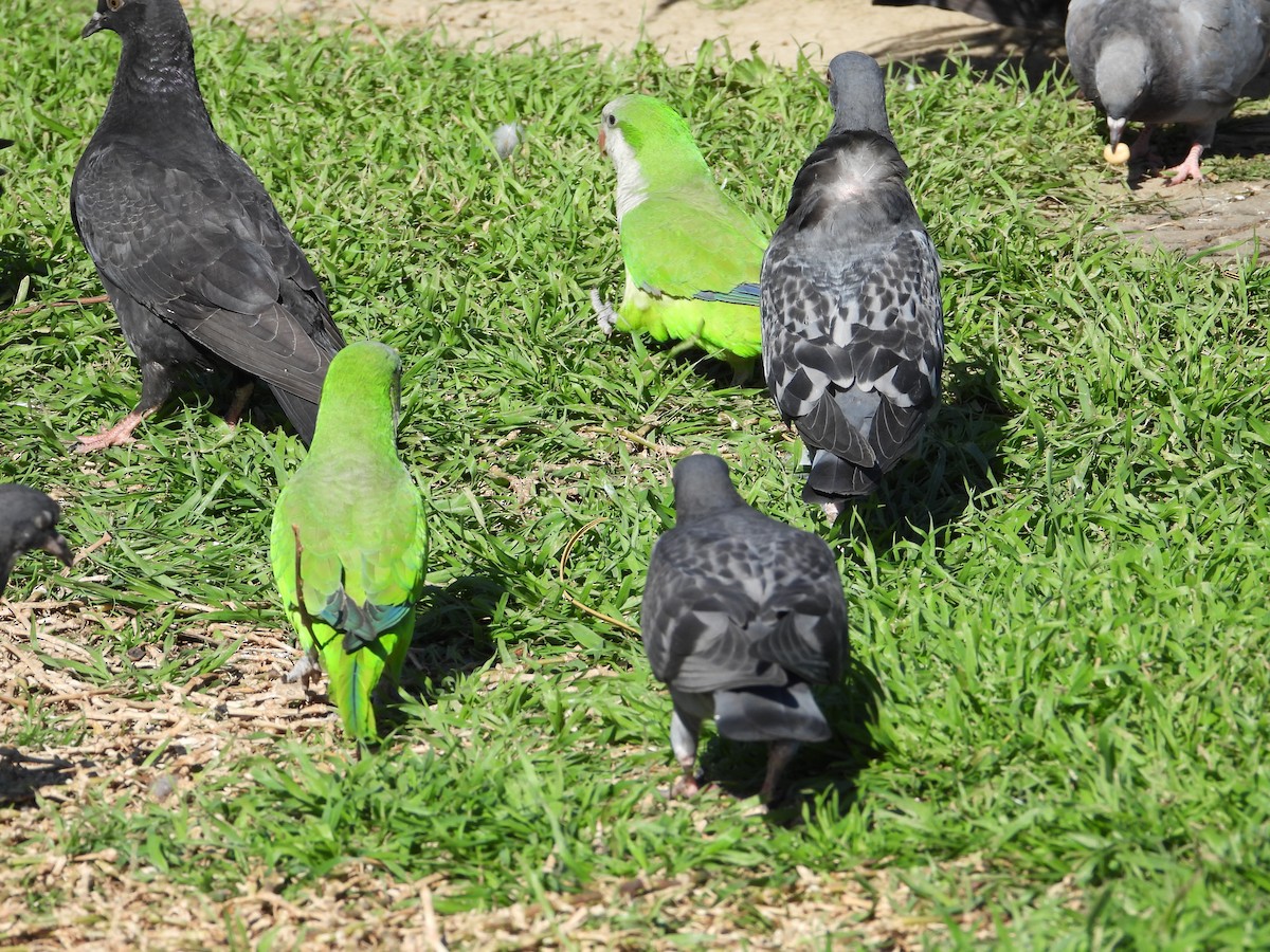 Monk Parakeet - ML544328391