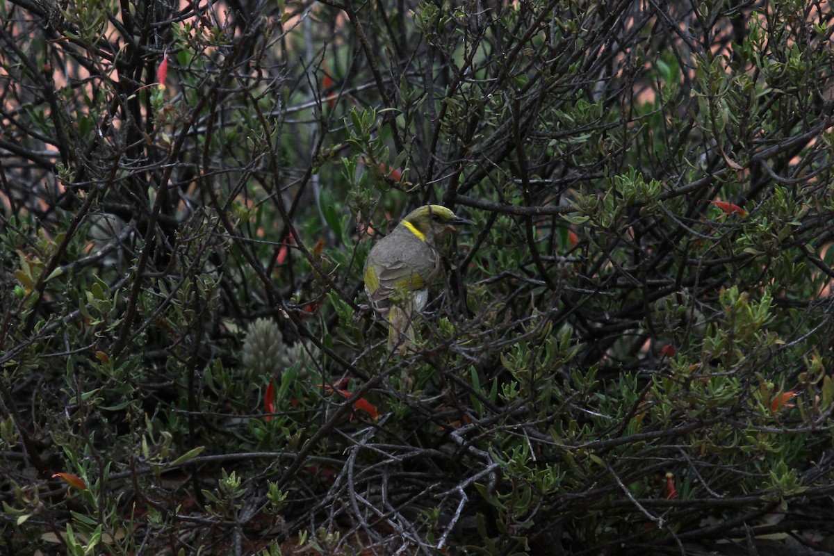 Yellow-plumed Honeyeater - ML54432891