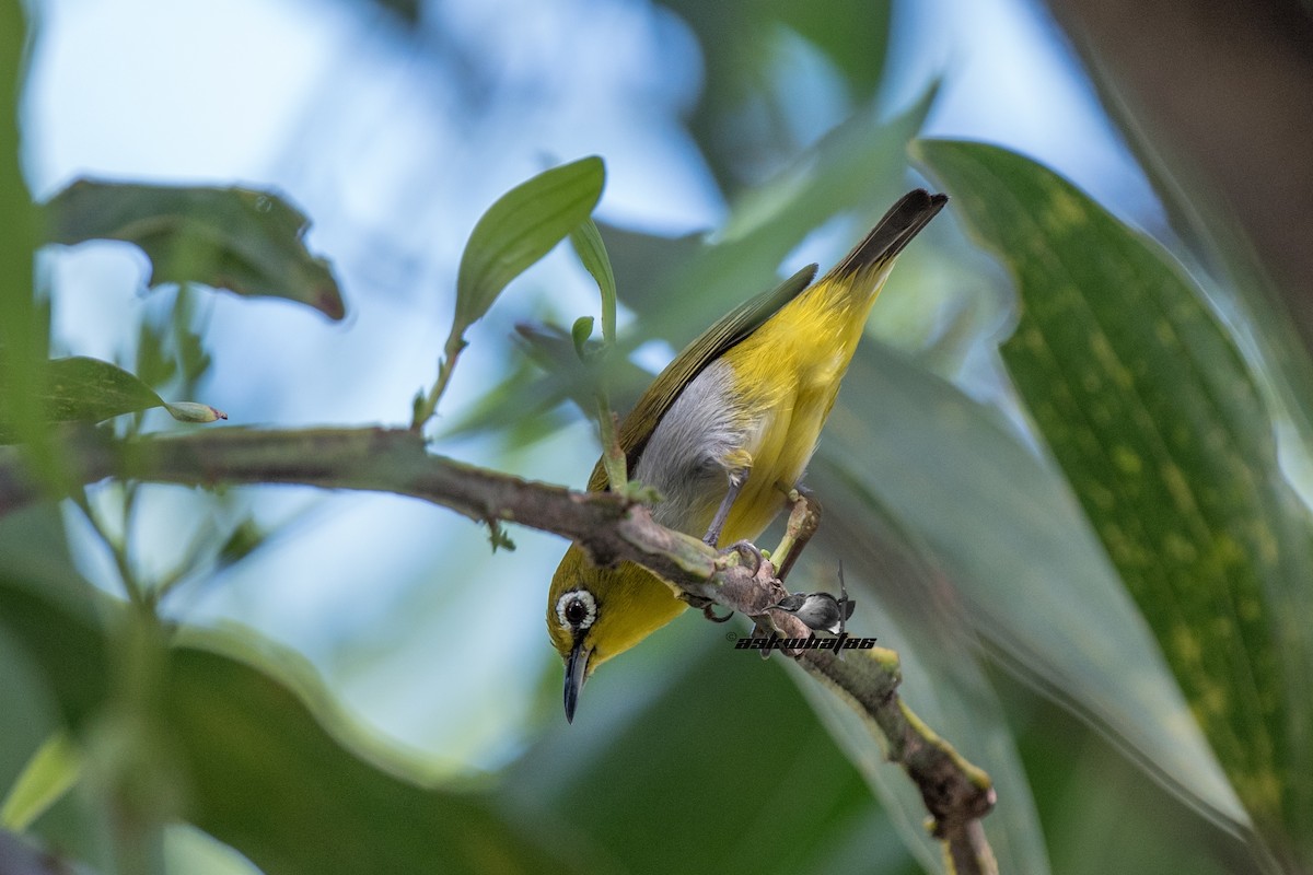 Swinhoe's White-eye - ML54433061