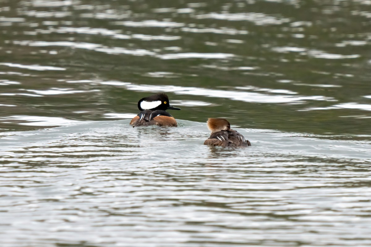 Hooded Merganser - ML544332121