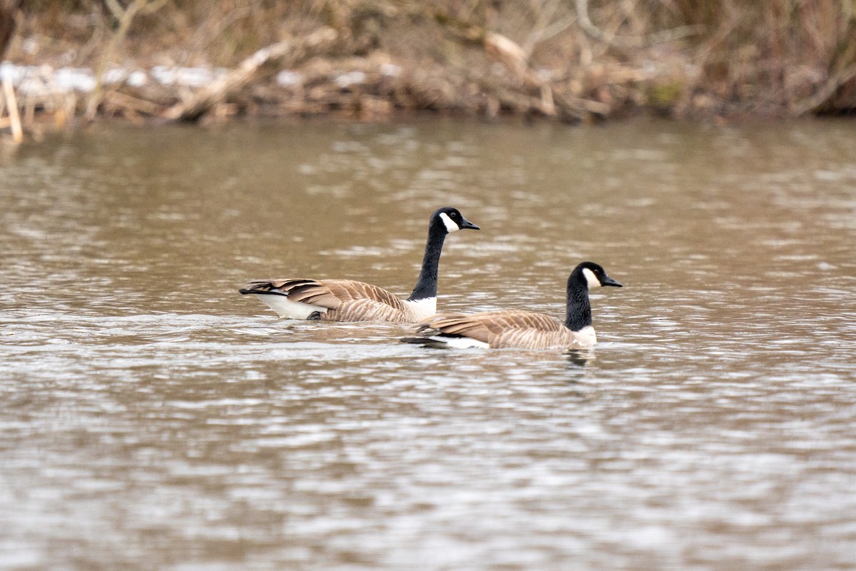Canada Goose - ML544332181