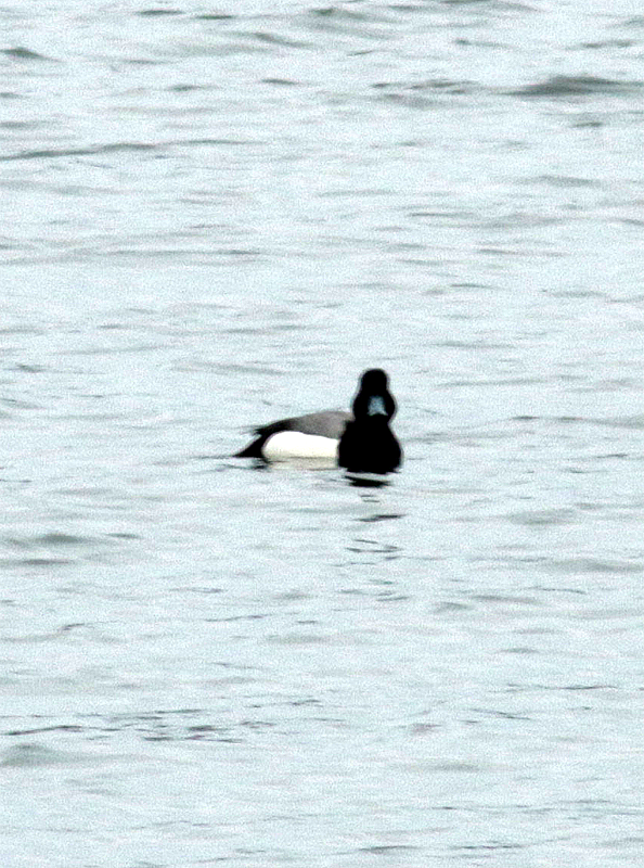 Greater Scaup - ML544332211