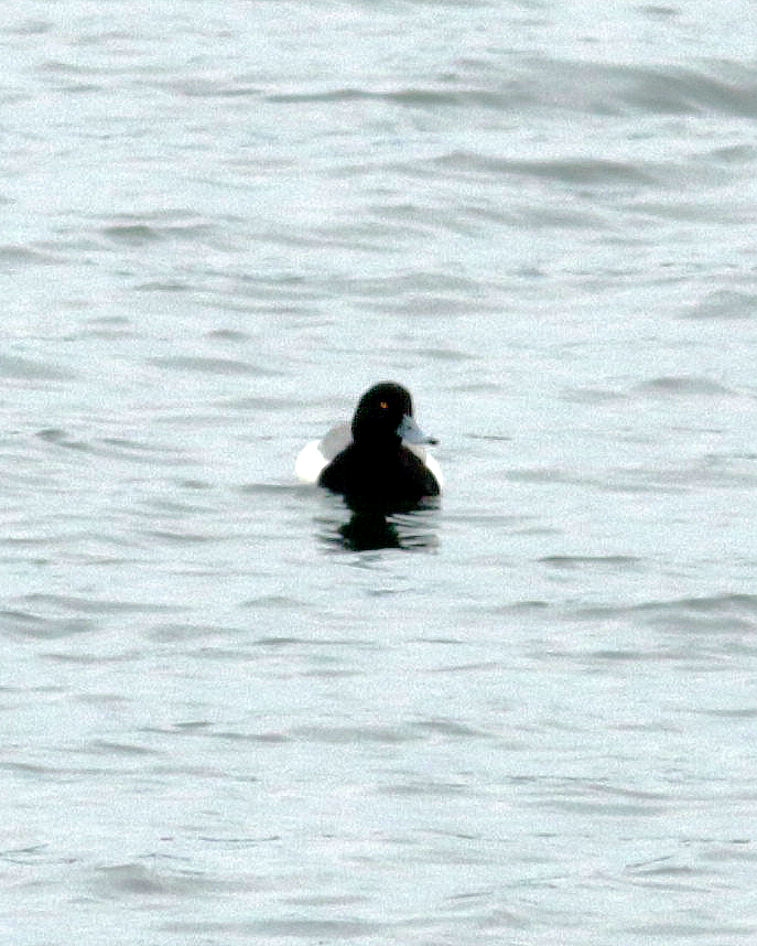 Greater Scaup - ML544332221