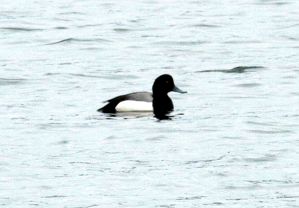 Greater Scaup - ML544332241