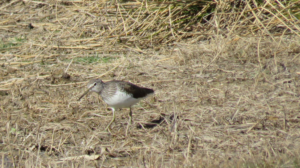 Green Sandpiper - ML544332841