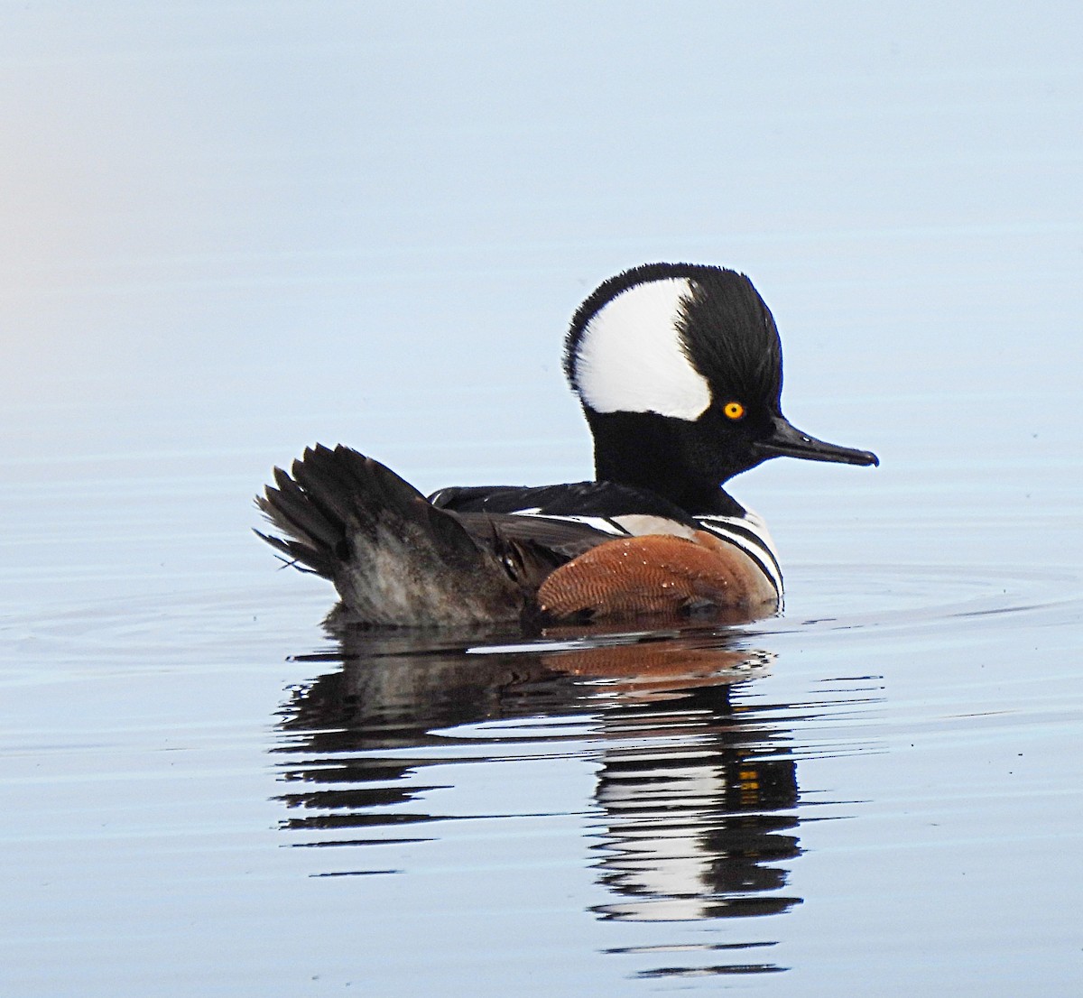 Hooded Merganser - Sarah Hobart