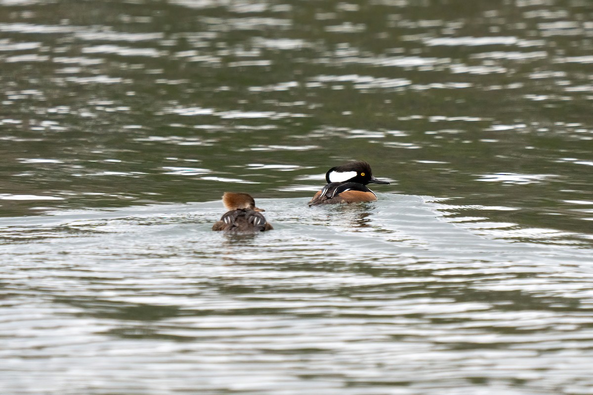Hooded Merganser - ML544333591
