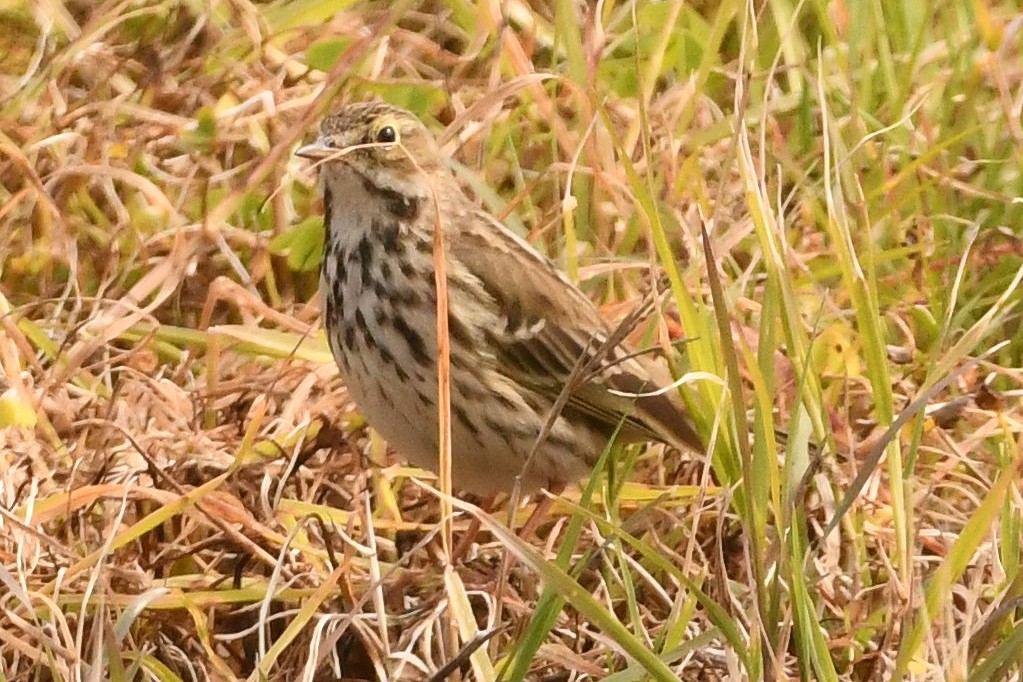 Meadow Pipit - ML544333851
