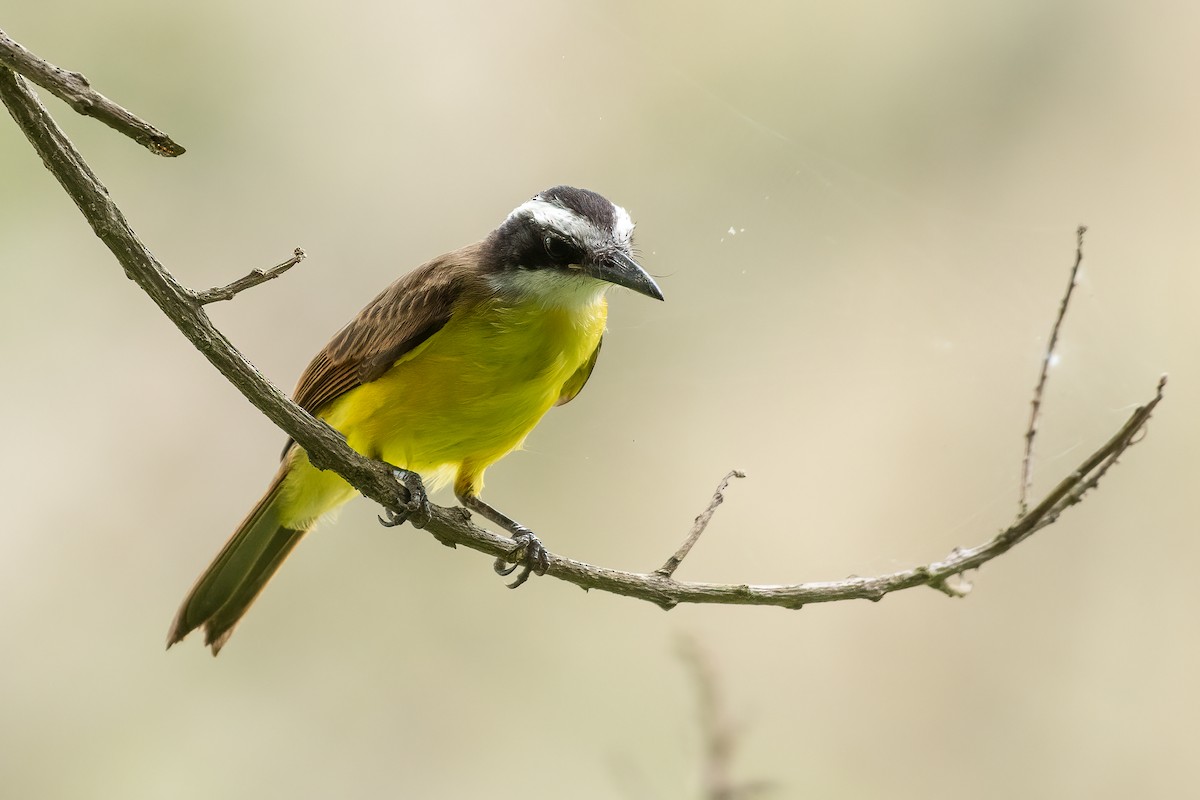 Lesser Kiskadee - ML544333921