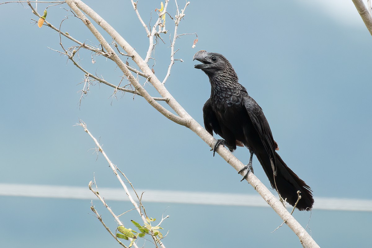 Smooth-billed Ani - Eric Ripma