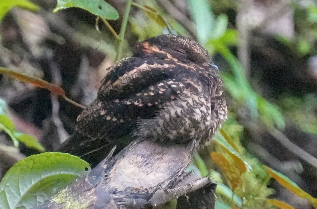 Lyre-tailed Nightjar - Dennis Mersky