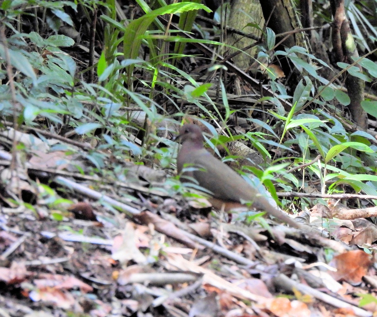 Gray-chested Dove - ML544335421