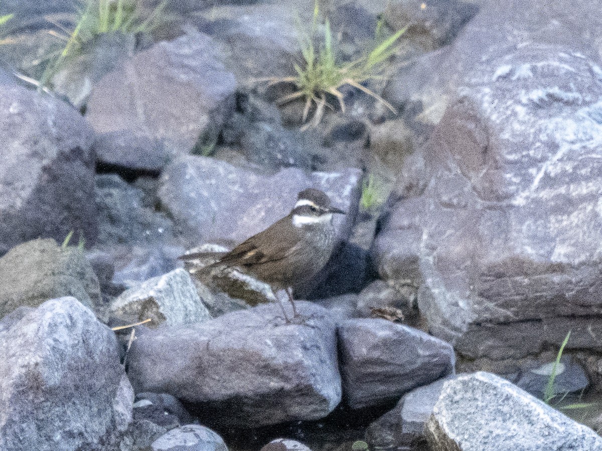 Remolinera Araucana - ML544336501