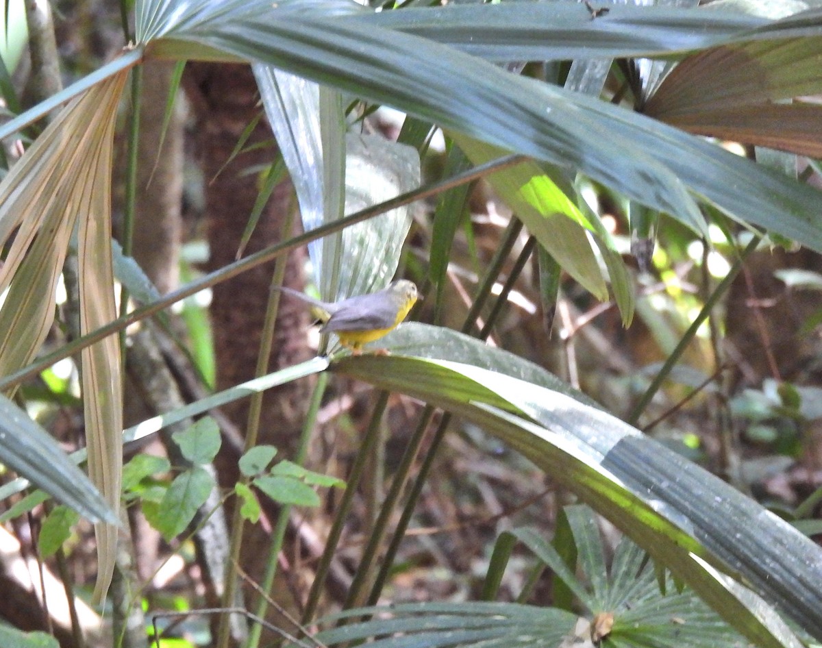 Golden-crowned Warbler - ML544336841