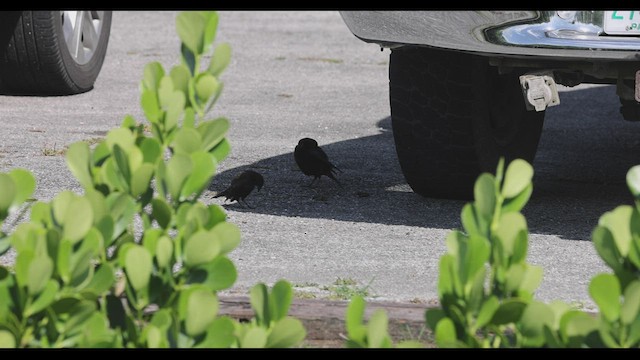 Bronzed Cowbird - ML544337011