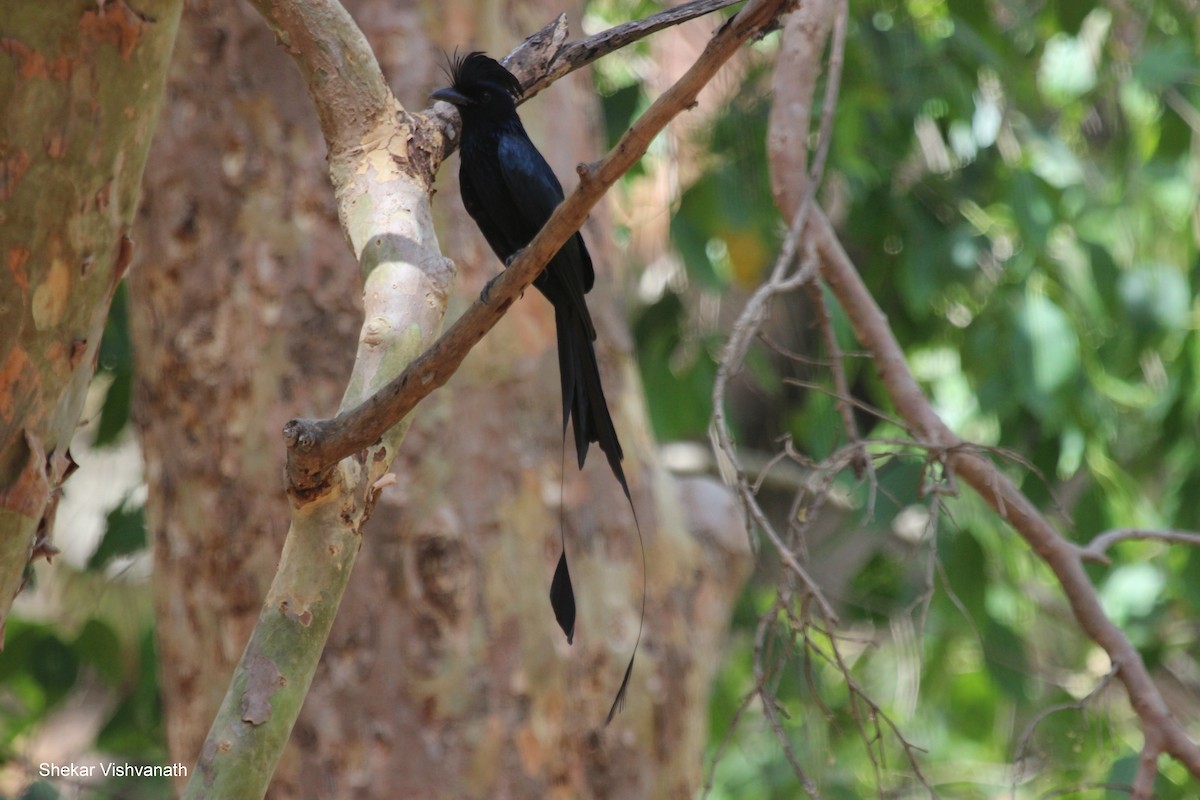 Greater Racket-tailed Drongo - ML54433711