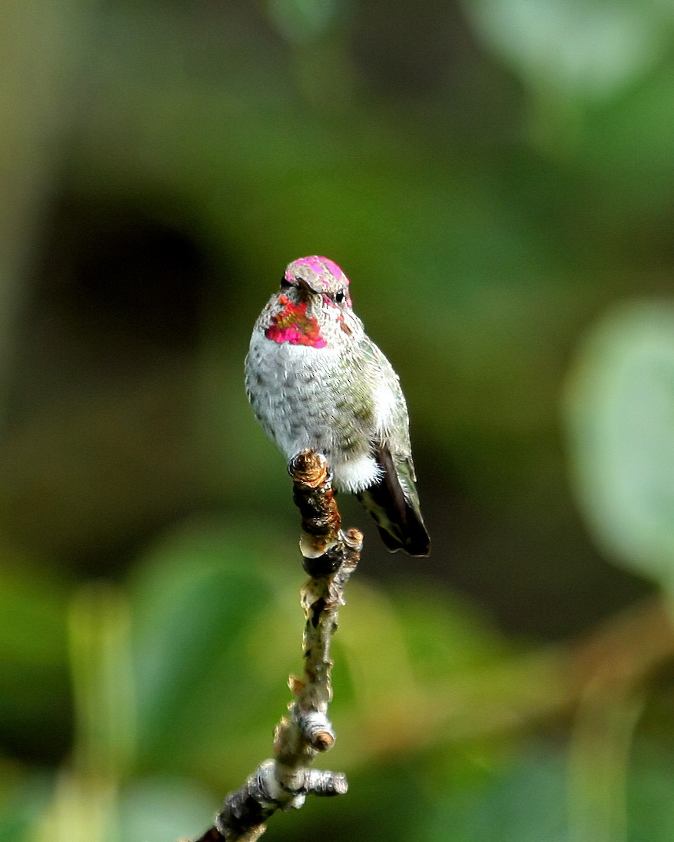 Anna's Hummingbird - ML544337401