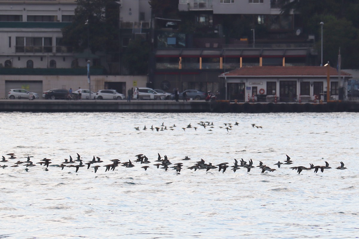 Yelkouan Shearwater - Tora BENZEYEN