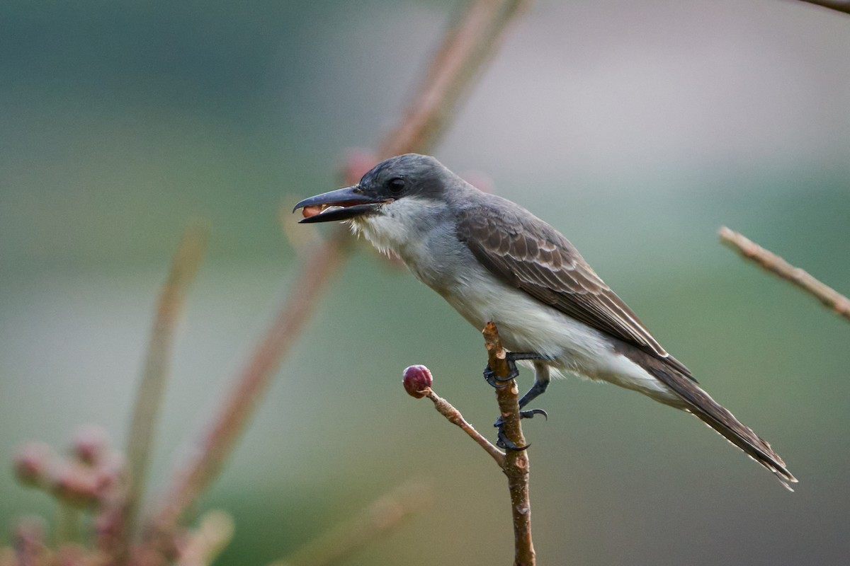 Gray Kingbird - ML544339821