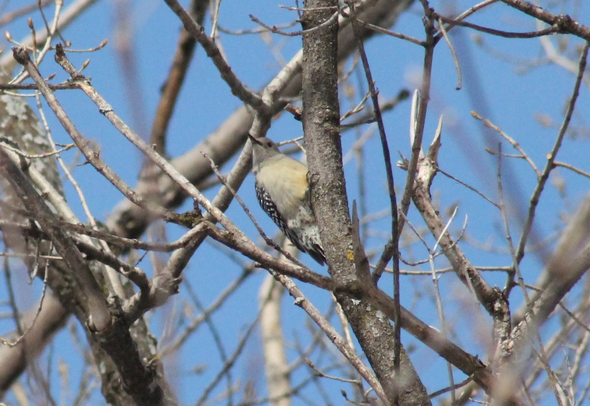 Red-bellied Woodpecker - ML544340201