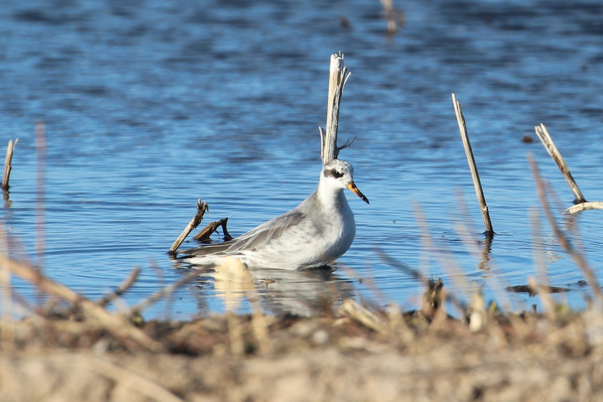 Red Phalarope - Hank Taliaferro