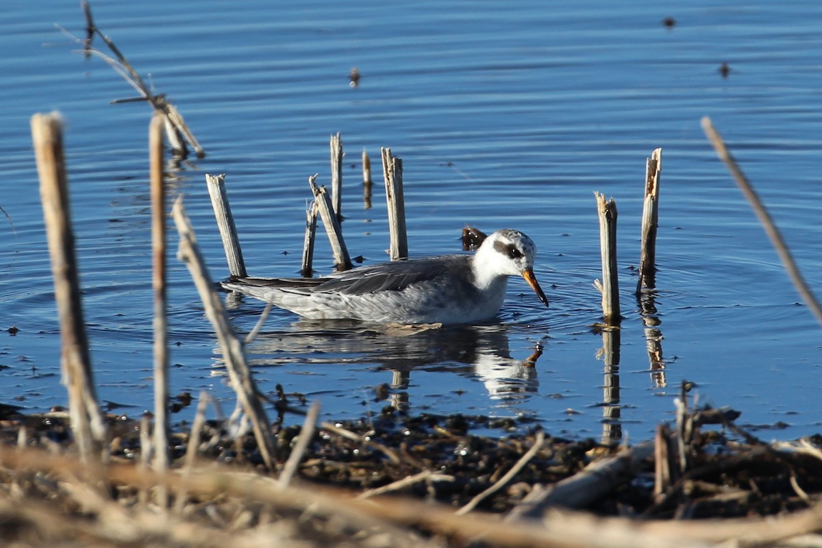 Red Phalarope - Hank Taliaferro