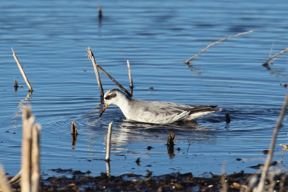 Red Phalarope - Hank Taliaferro