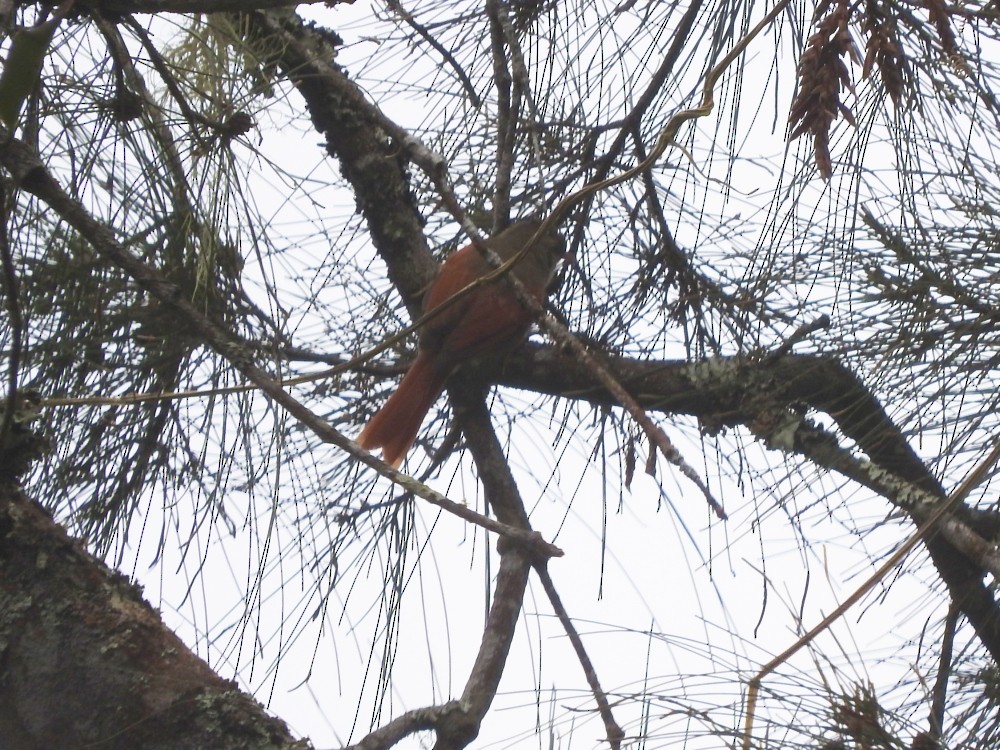 Crested Spinetail - ML544342051