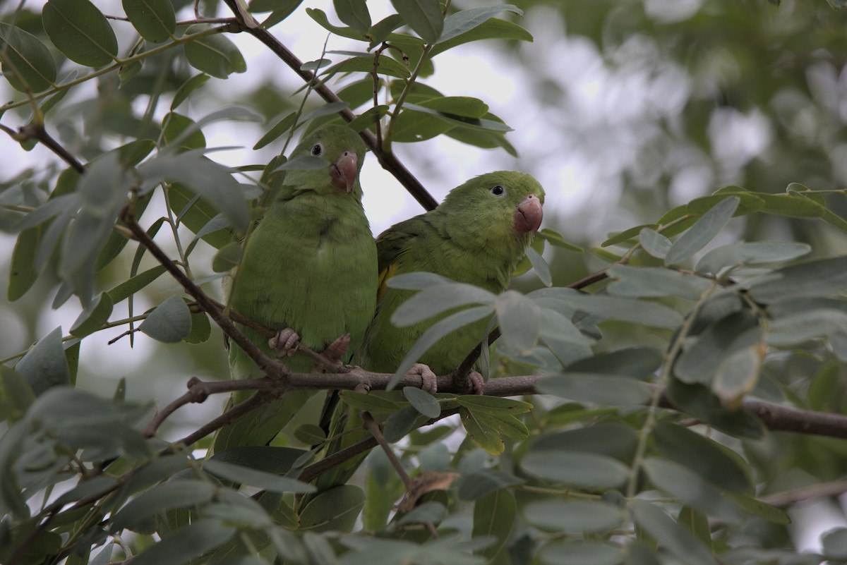 Yellow-chevroned Parakeet - ML544343481