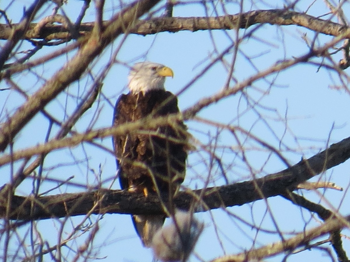 Bald Eagle - ML544343621