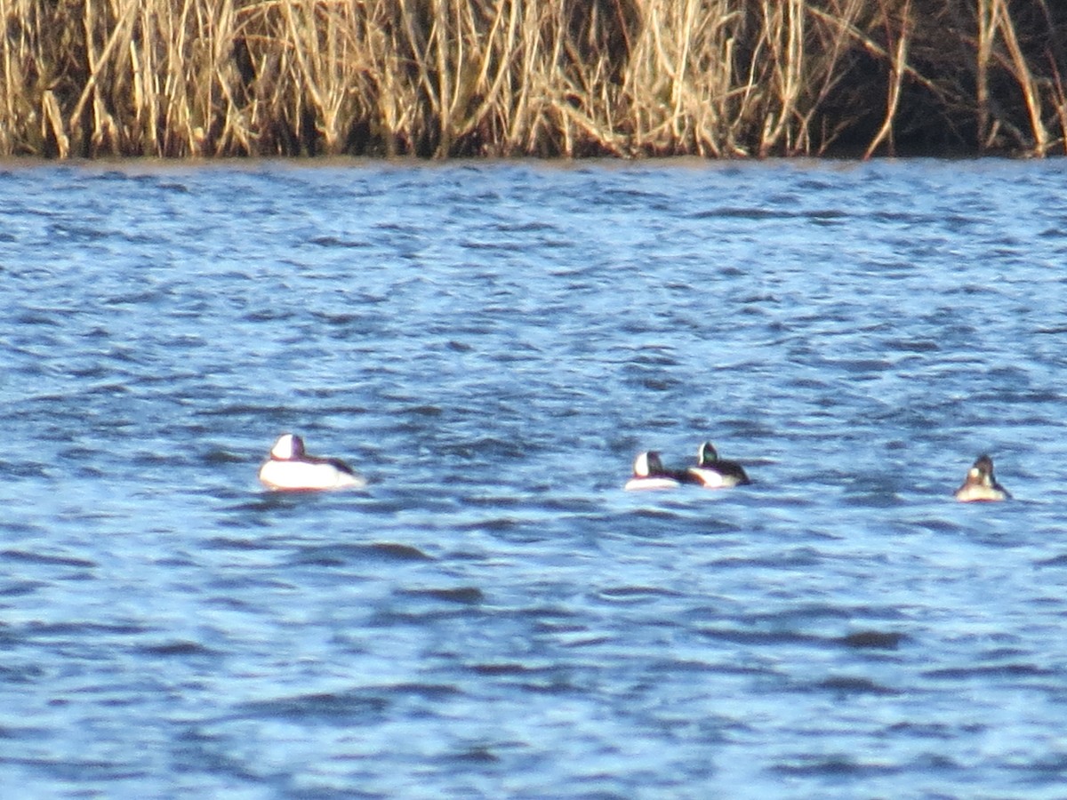 Bufflehead - ML544343761