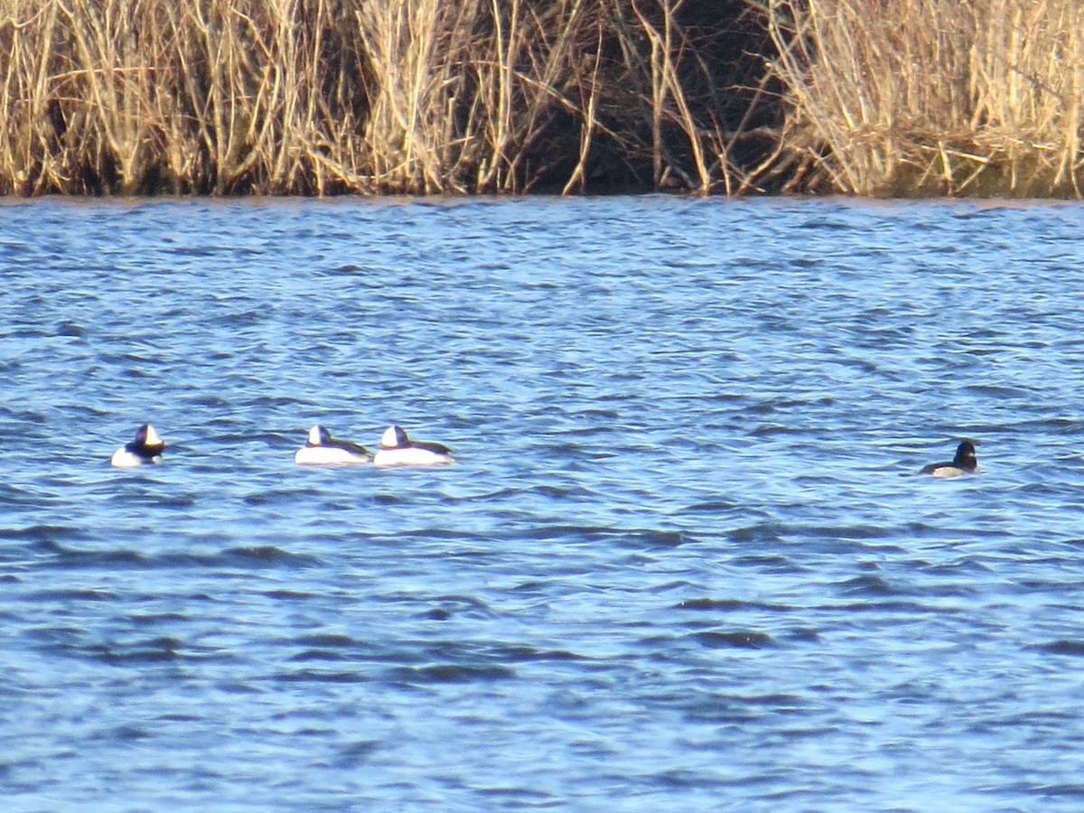 Bufflehead - ML544343941