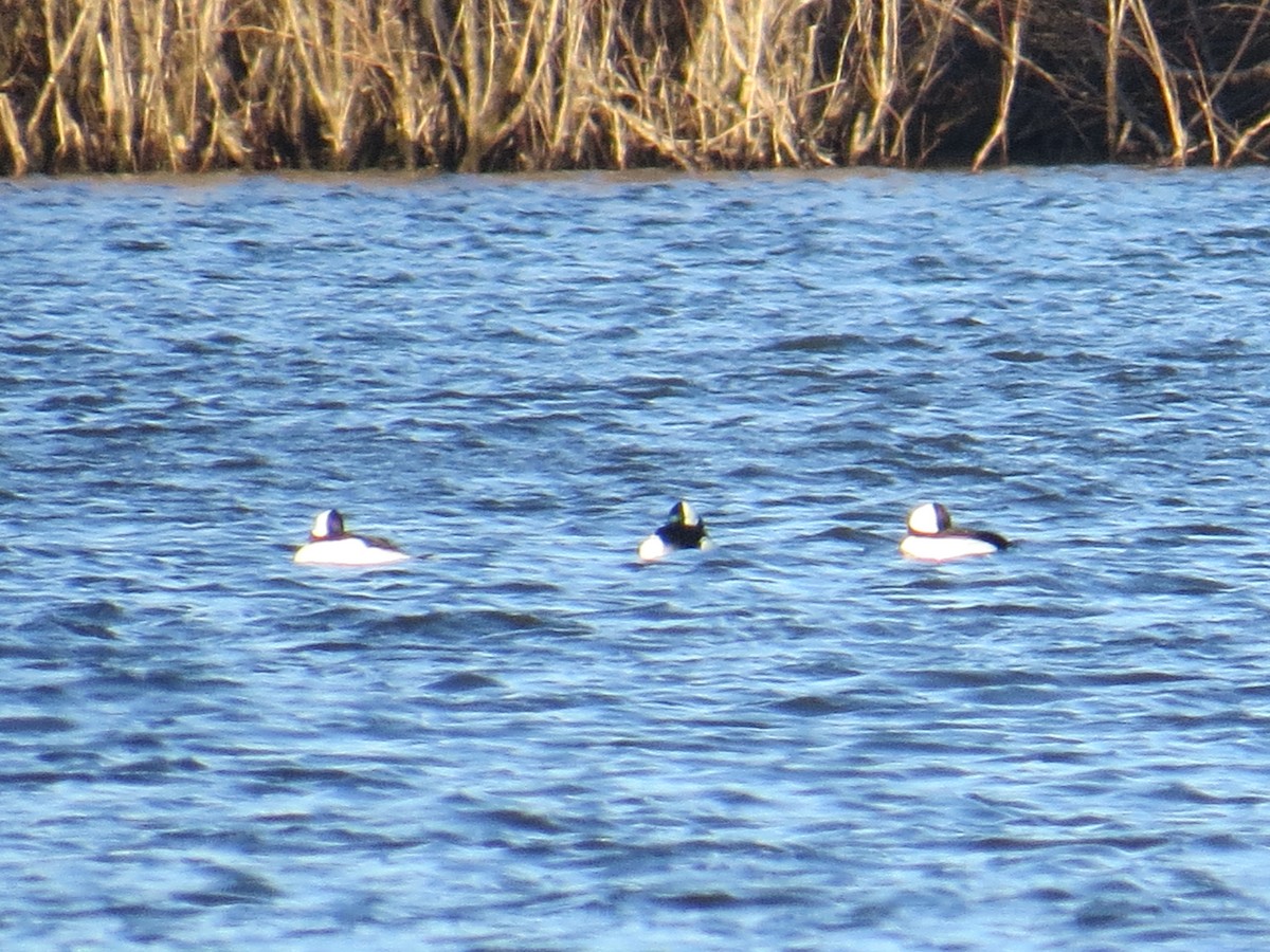 Bufflehead - ML544344051