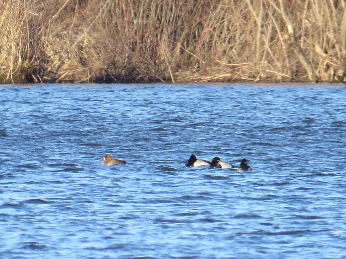 Lesser Scaup - ML544344191