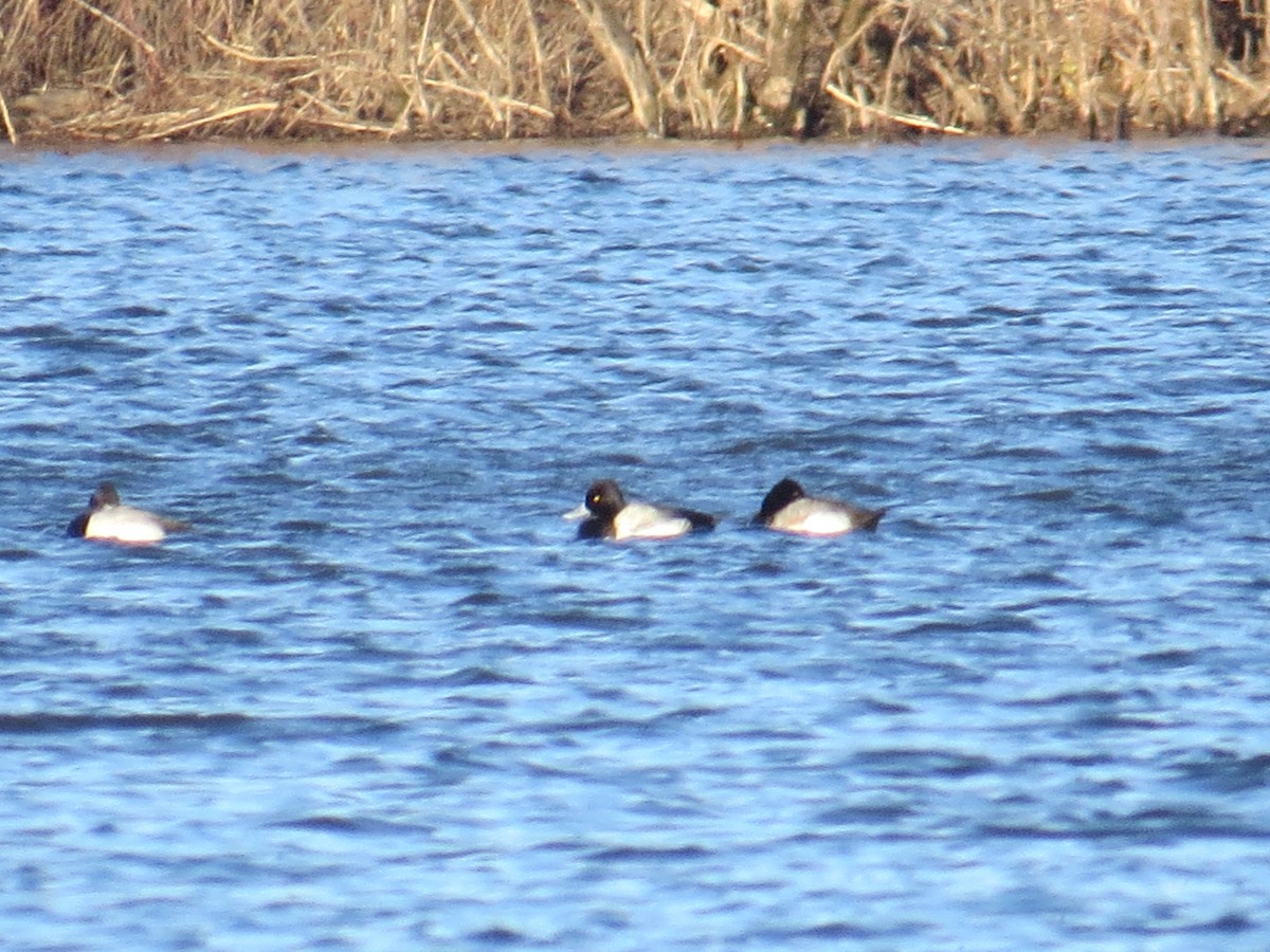 Lesser Scaup - ML544344311