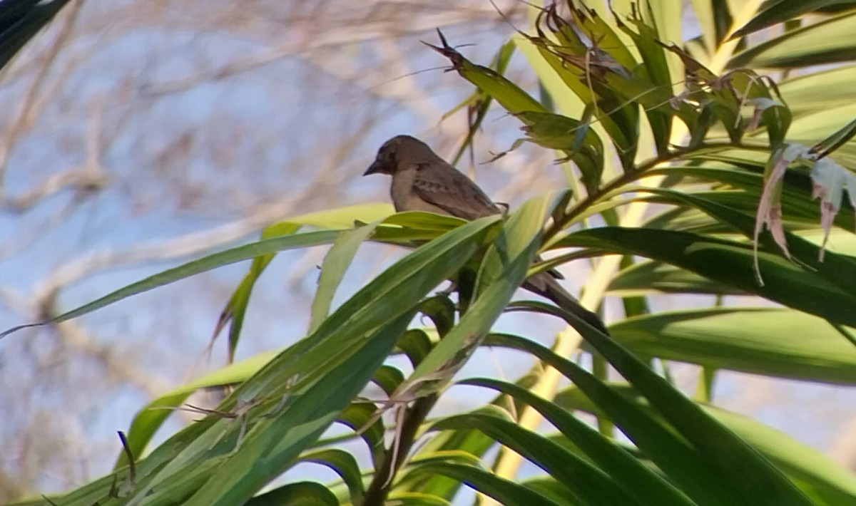 Shiny Cowbird - ML544344801