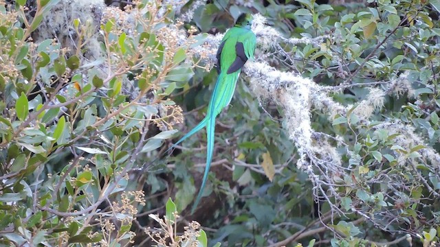 Quetzal resplendissant - ML544345931