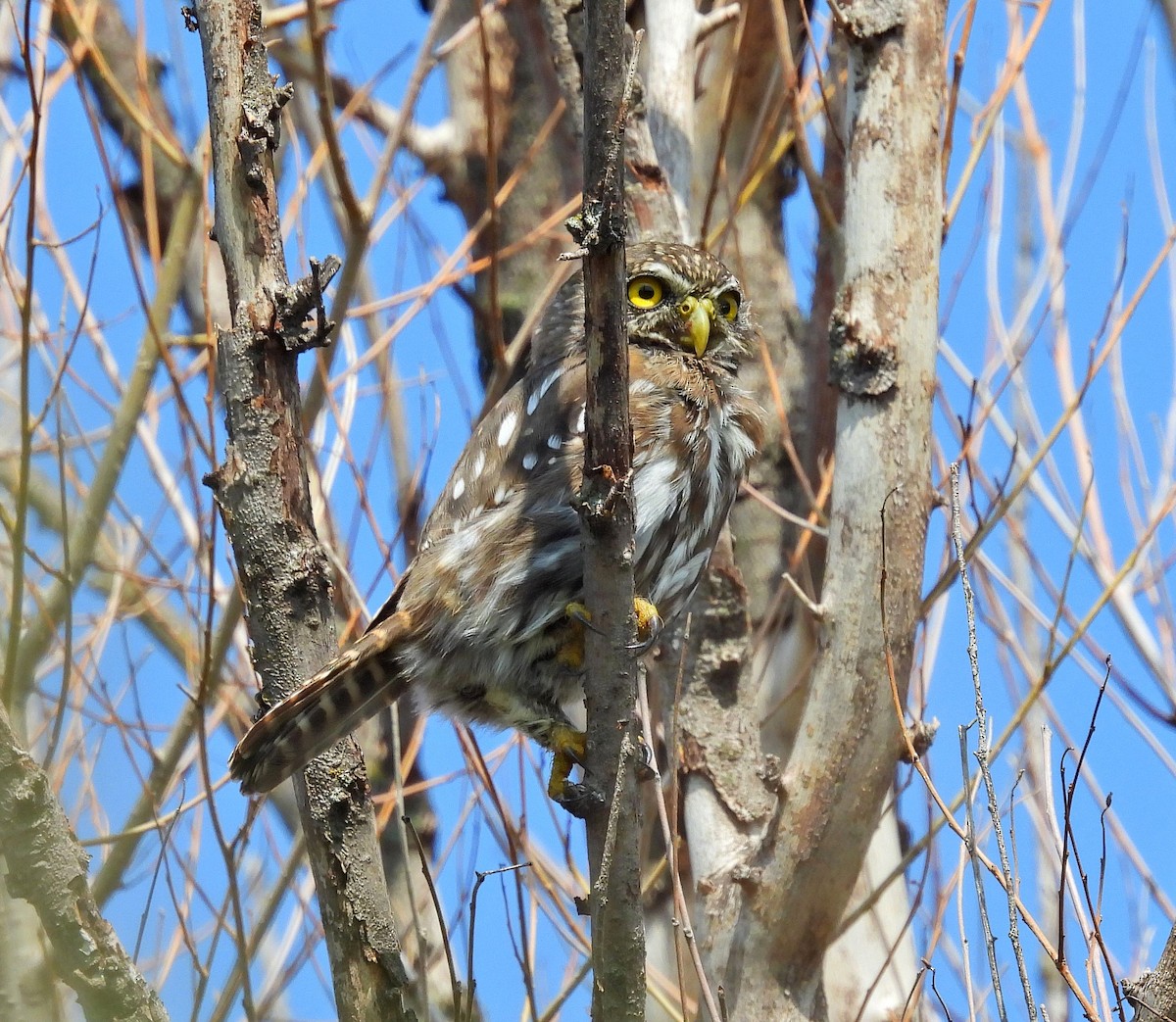 Ferruginous Pygmy-Owl - ML544345961